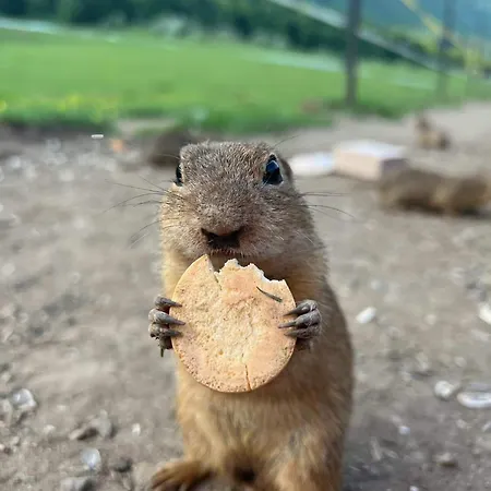 Nemcova - Muranska Planina Chalet Muran