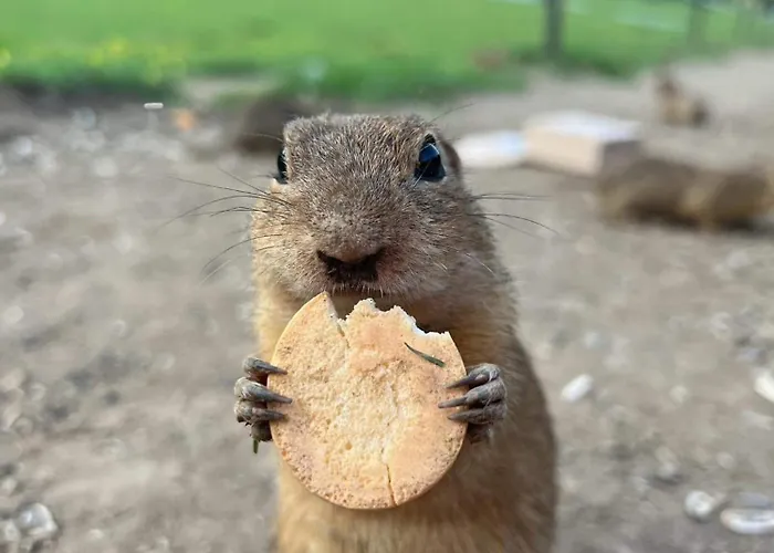 Nemcova - Muranska Planina Alpesi faház Murányalja